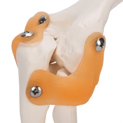 Elbow Joint Model Life Size Präzises Elbow Skeleton für Study Display Teach