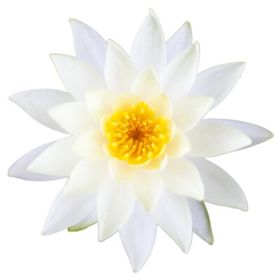 White Lotus Öl absolute - 5 ml - Nelumbo nuncifera - 100% naturreines ätherische