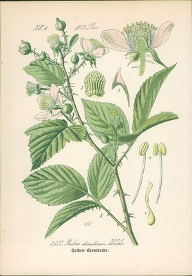 Chromolithographie : Hecken-Brombeere. Rubus dumetorum Weihe. Rosaceae. Syn. N. 