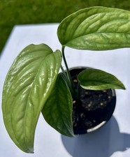 Monstera Gracilis Rare Collector Plant Grown From Cutting Not Tissue Culture