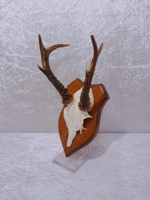 Deer Antler Horns On Wooden