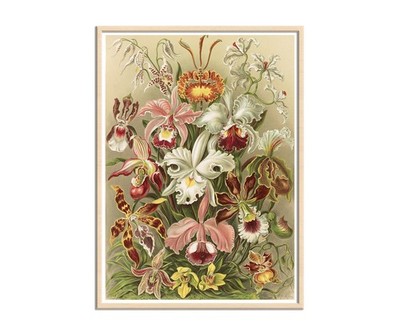 Orchidae by Ernst Haeckel, Botanical Art, Flowers, Orchid Art Print