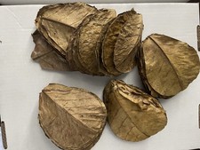 Catappa Indian Almond Leaves For Aquariums And Terrariums 20 Piece
