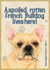 A spoiled rotten French Bulldog lives here Fridge Dog Magnet 2.5X3.5 NEW Gift