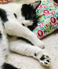 Handmade Organic Catnip Toy, Organic Catnip, Cat Gift, NEW Adorable Fabric