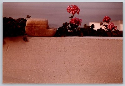 Vintage Photo Mediterranean Geranium Flowers Stucco Wall Garden Still Life