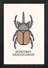 Horned Rhinoceros Beetle Framed Wall Art Poster Canvas Print Picture