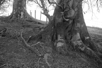Photo 6x4 Beeches, Pishwanton Wood Gifford Old beech trees on the eastern c2017