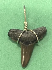 SHARK TOOTH PENDANT Fossilized 7/8 Inch Upper LEMON Shark Tooth 
