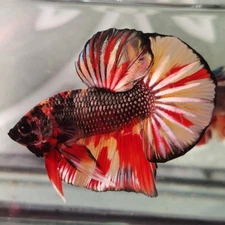Colorful Betta Male Fish Live Pet for Aquarium Competidor