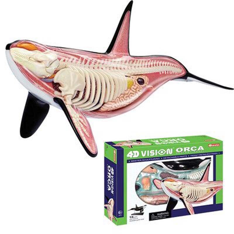 Science Activity Kit 4D Orca Model For Educational Purposes Puzzle
