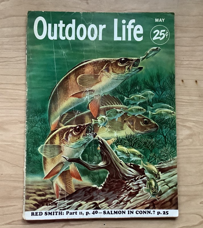 Outdoor Life Magazine May 1953 Salmon in Connecticut?