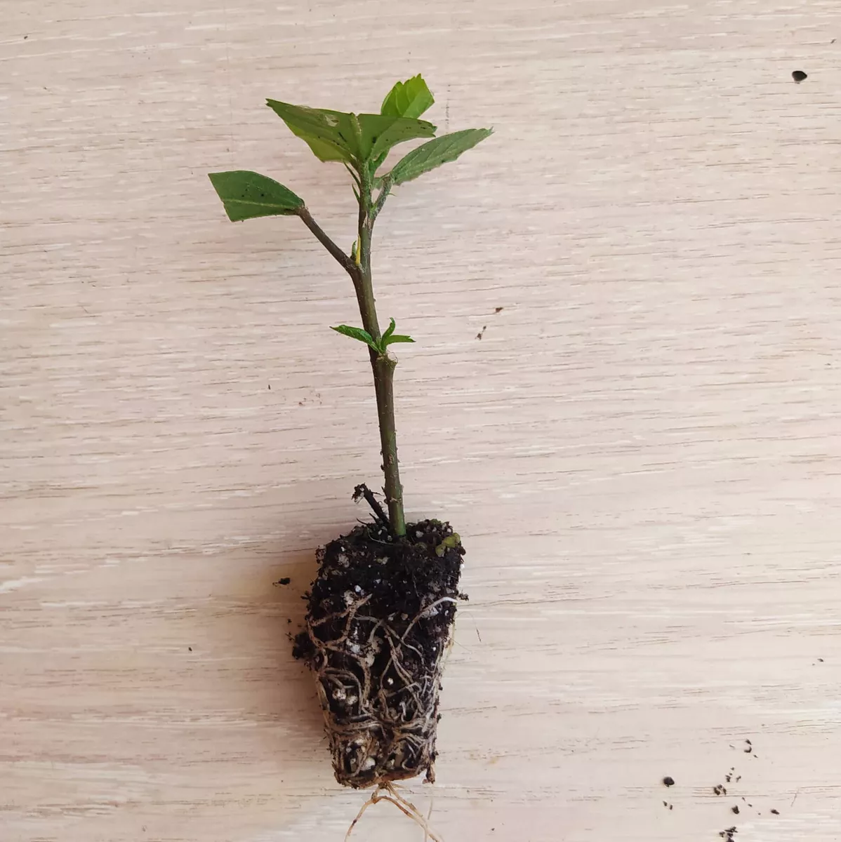 Hibiscus seedlings deals