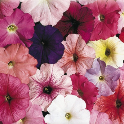 Petunia, Celebrity mix, 25 pelleted seed