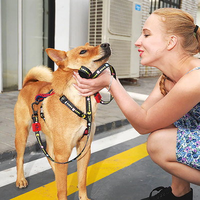 Bond for Love Hundegeschirr einstellbares gedruckt gepolstertes bunt