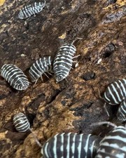 Zebra Isopods -Armadillidium maculatum - 20ct