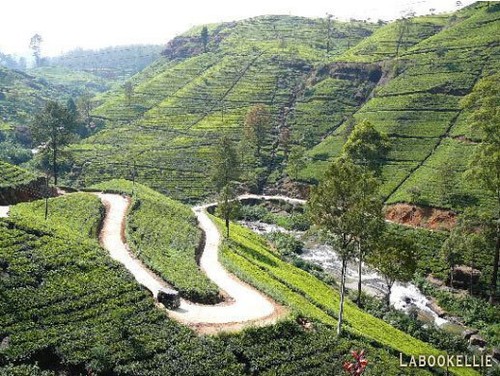 Sri Lanka Tea, Pure Ceylon, Mlesna, Regional, Single Estate, Loose Leaf 100g - Picture 24 of 36