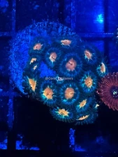 CE- WYSIWYG Titans Zoa Zoanthid Frag- Live Coral Frag LPS SPS #R1GA5