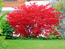 Euonymus Alatus Compactus Red XXXL Large 5Ltr Pot - Hardy Deciduous Shrub - Tree