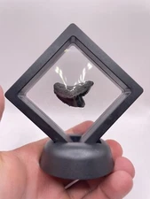 Fossil Tiger Shark Tooth with Display Case 1.11”