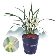 Orchids       Cymbidium Ensifolium Perfect for Windowsills or Indoors- Fragrant