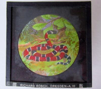 REPTILIEN - SCHLANGEN - AMPHIBIEN Magische Laternenrutsche RICHARD ROSCH - DRESDEN