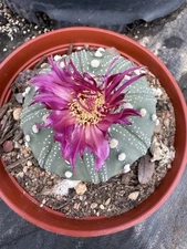 Astrophytum asterias Nudum Star Shape Great Large Tufts 6” Pot Beautiful Flower!