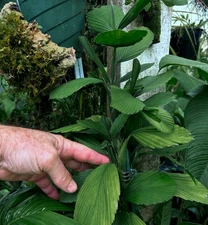 Chamaedorea tuerckheimii-east Guatema clustering type, rare, new to cultivation