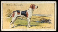 Tobacco Card, Ogdens, DOGS, 1936, Foxhound, #12