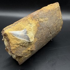 RARE Free Standing Shark Bitten Fossil Whale Bone with Tooth in Matrix from CA