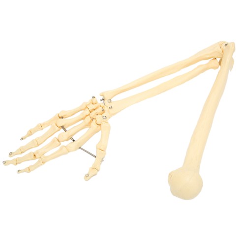 Professional Human Hand Arm Bone Model Upper Limb Bone Model For Teaching De HR6 - Picture 20 of 24
