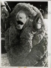 1960 Press Photo Prize merino ram sells for $19,500 in Syndney, Australia