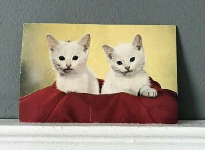 Rare Retro Vintage Kitsch Cute 1959 Cat Postcard + Stamp UK Bognor Regis