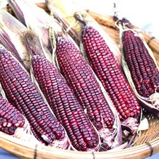 Bloody Butcher Corn Seeds | Heirloom / Non-GMO | Free Shipping | Seed Store 1112
