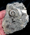 Excellent specimen. Devonian rock with lots of fauna