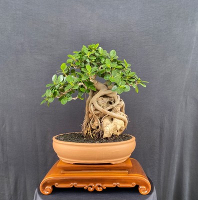 Real Picture Bonsai Ficus Microcarpa Green Island On The Rock | Ficus Dollar