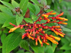Set 2 Hamelia Dwarf Firebush Starter Plant - 3-6" Tall - Ornamental Shrub Plant