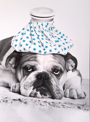 Postcard Dog Get Well Sick Animals Hot Water Bottle Headache Contrast Photo