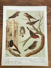 1878 colour print - chestnut eared finch and others !   w.a. blackston