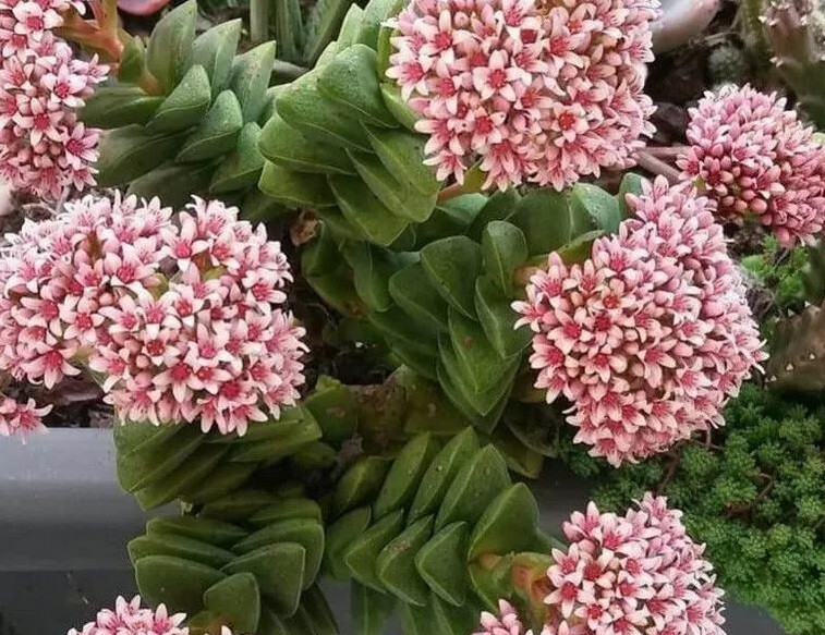 Envío gratuito! Crassula springtime 5 - 7 cms aprox planta suculenta