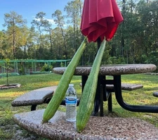 25 Big Long Smooth Luffa Seeds Sponge gourd 特長絲瓜 Luffa Cylindrica Muop Huong USA