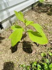 5 Organic Sassafras Tree bare root 5 to 11” live plant