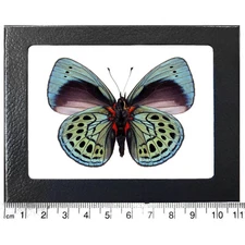 Asterope leprieuri VERSO blue red black butterfly Peru framed