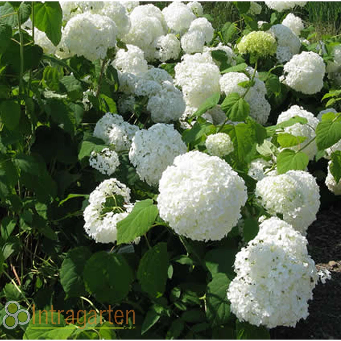Image of Hydrangea macrophylla weiß image 5