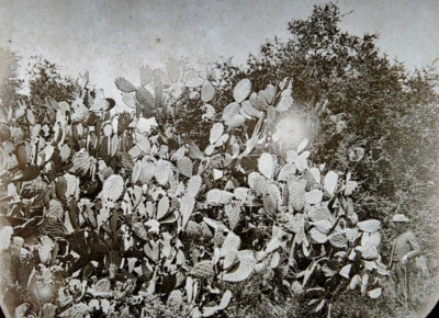 Rare Antique Magic Lantern Slide #6603 San Gabriel California Cacti Hedge