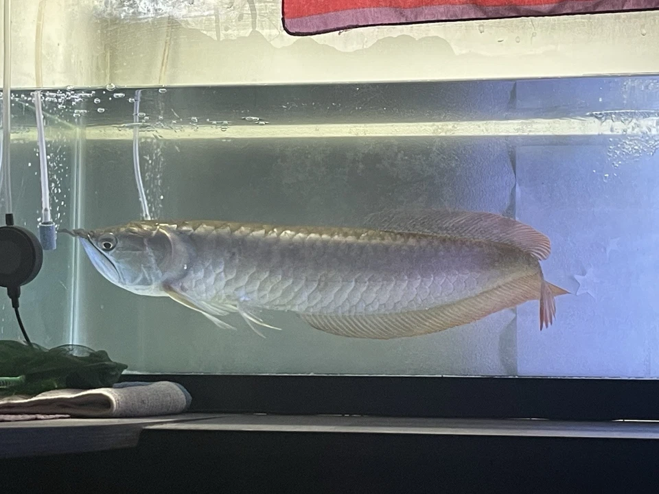 Arowana Live  discount Sale - Image 3 of 4