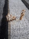 Schleich Adult Meerkat Standing Figure Retired 14368 2 1/4” Tall with babies