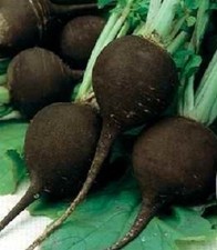 500 Seeds Black Spanish Radish Seeds Black Radish