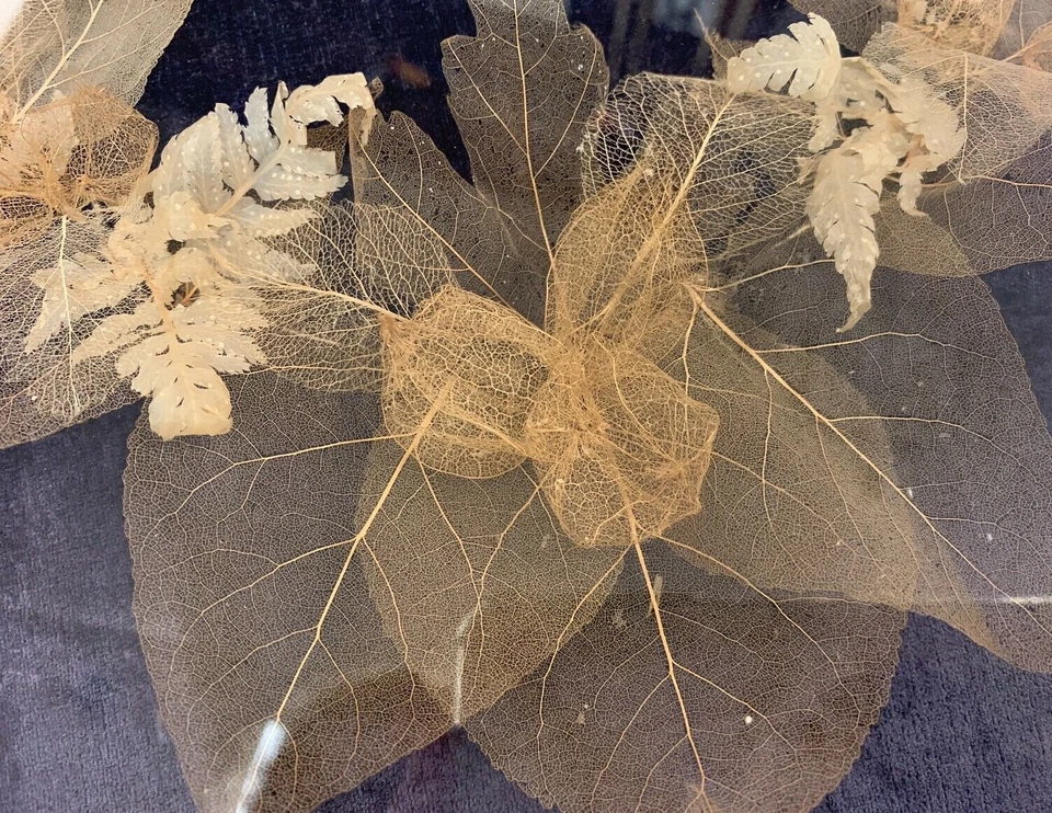 CAJA SOMBRA ARTE HOJA ESQUELETO VINTAGE Foto 2 de 4