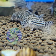 Julii Cory (Corydoras julii)-Fast Shipping-We combine shipping!!